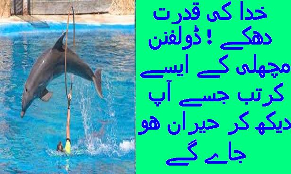 Dolphin tricks must see SeaWorld
