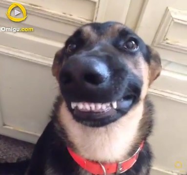 6 Cutest Dog Moments | Omigu.com