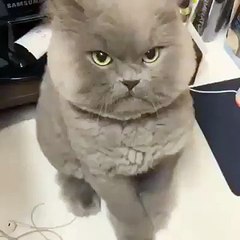 innocent cat showing many funny tricks about activity