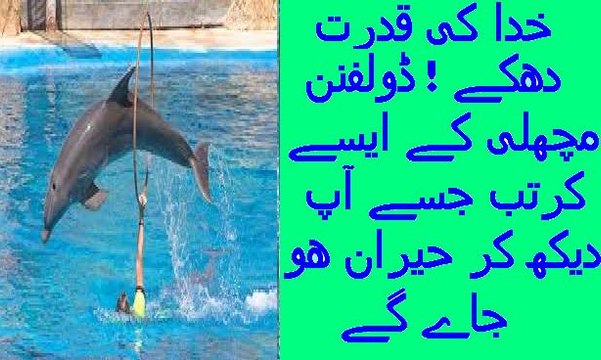 SeaWorld Orlando Whale and Dolphin show (Best Tricks)