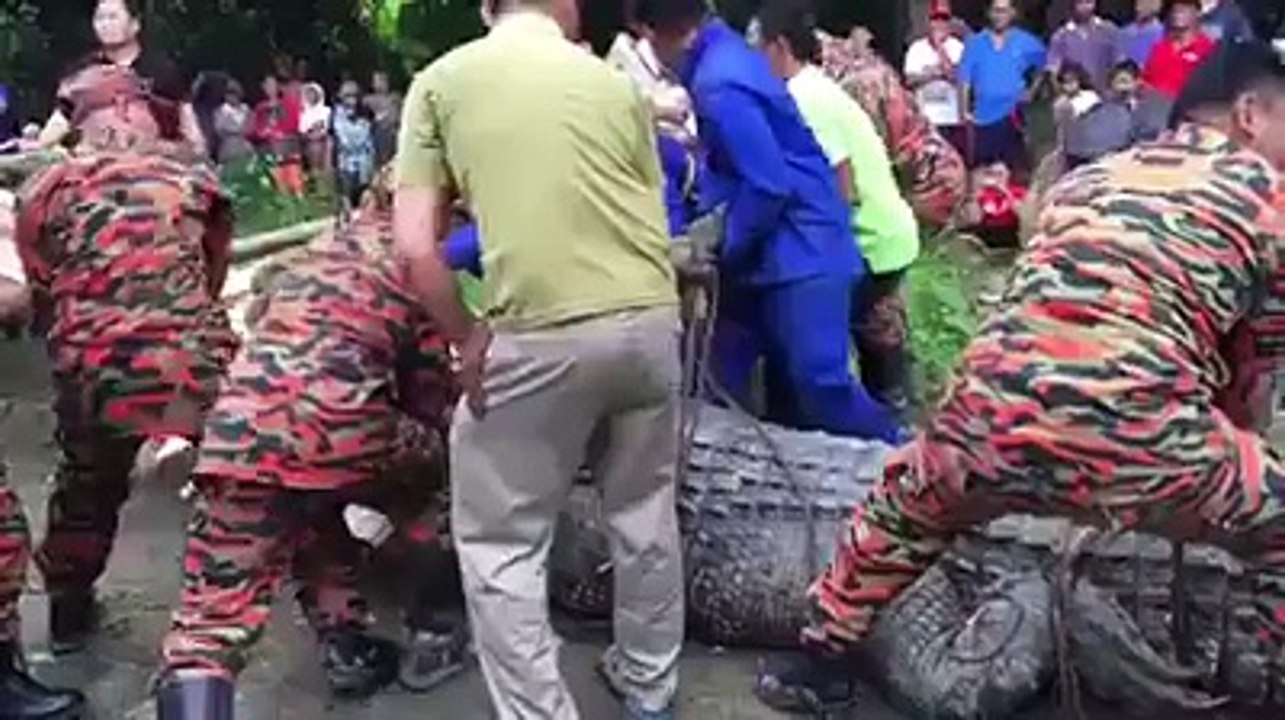 Buaya Sepanjang 14 Kaki Berhasil Ditangkap