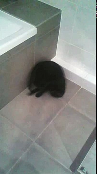 Funny cat running after its tail  CATS RUNNING FAST