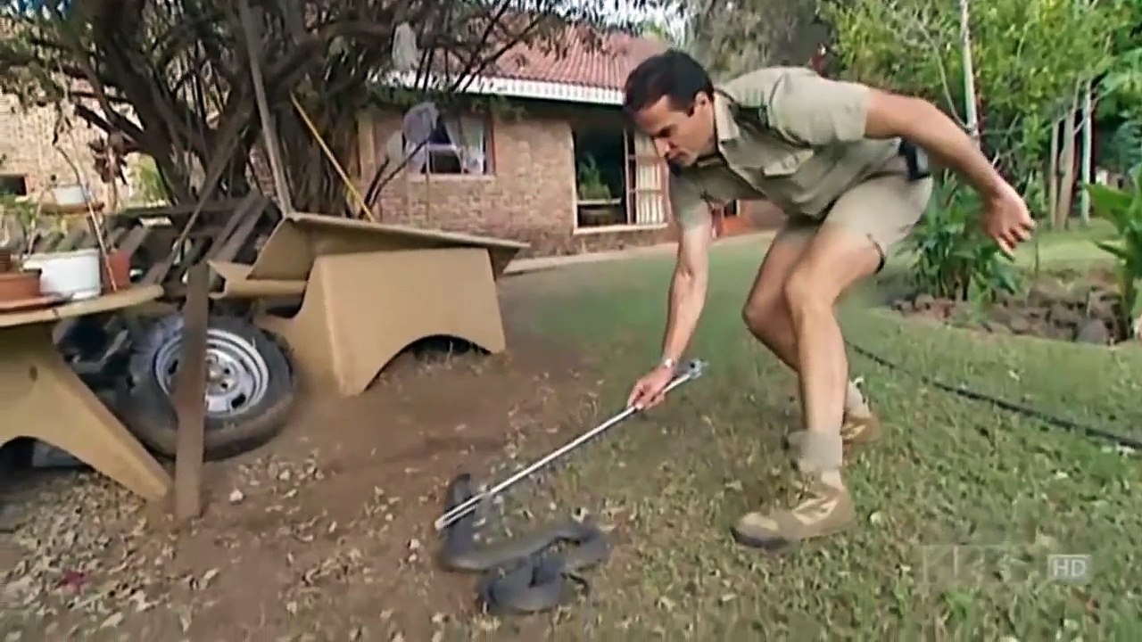 La naturaleza Documental de TELEVISIÓN de Género de Serpientes y la Sorpresa Secretos HD - 2016