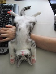 Bruce Lee Cat