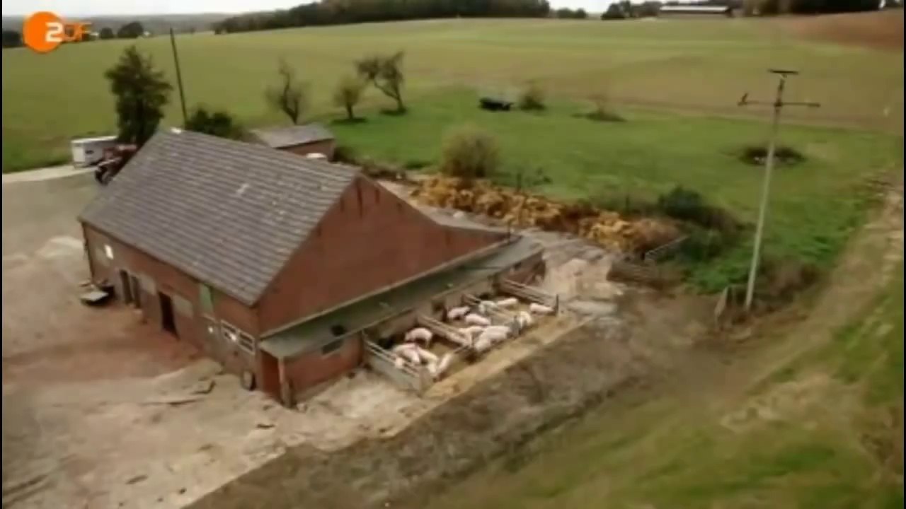 Bio-Schweine sind einfach glücklicher