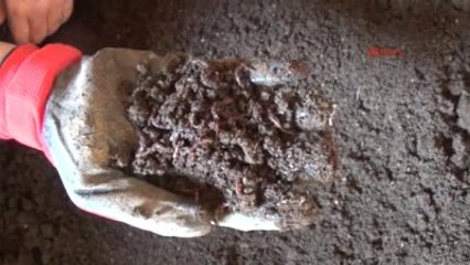 Solucanlarla Patates İçin Organik Gübre