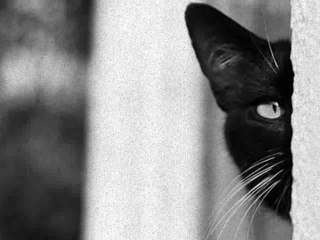 The Screeching Miew - A2/ Awakening The Animals