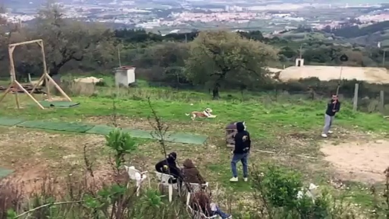 Ils entraînent leurs chiens à faire des sauts sur une longue distance