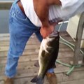 Attraper un poisson énorme à la main en l'attirant avec un petit poisson - Black Bass géant