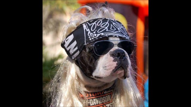 Biker Picks Up Abused Dog On The Highway, Makes Him His ”Co-Pilot”