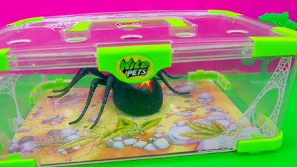 Shopkins Visit Interactive Attack Wild Pets Exclusive Spider In Cage Habitat at Zoo - Cook