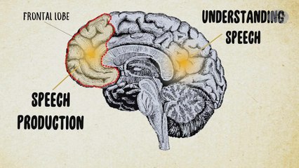 Путеводитель по мозгу: узнайте секреты вашего разума 🧠
