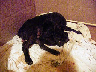 Italia avec ses 1ers chiots .