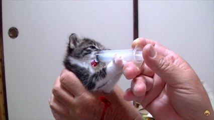 TOP 10 CUTEST CAT MOMENTS | FUNNY CATS VIDEOS 2015