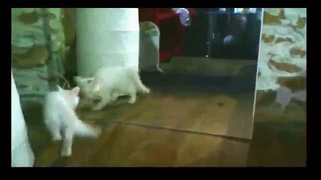 Laughing Videos Funny cats Video 2016