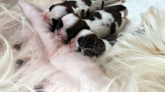 les bébés à cinq jours. la tétée