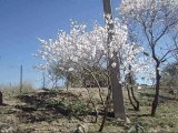 L'amandier et l'apiculture.  شجرة اللوز وتربية النحل