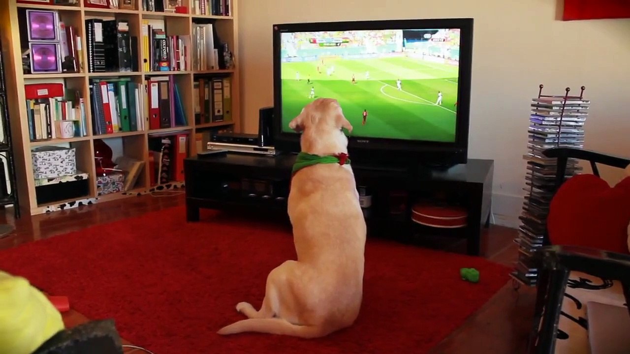 Dog supports Soccer Team and cries after loosin...