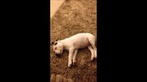 Sleeping Dog gets awaken by his own Fart!