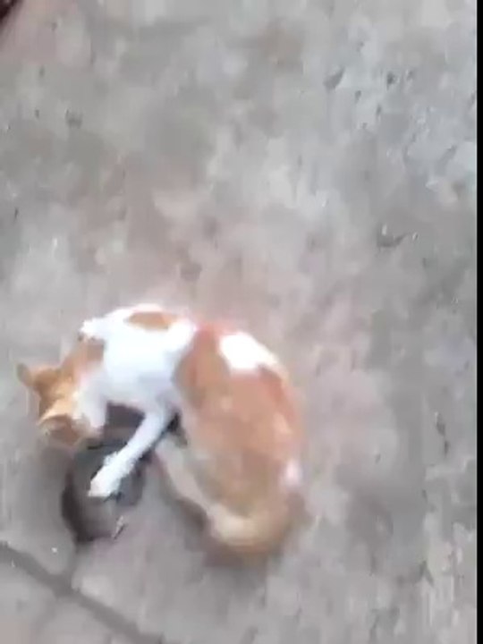 hahahaha khabi ap ka sath assa hova ha????