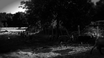 CINEPHONE 2016 - ONE DAY IN CHEESE DAIRY