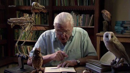 Curiosités Animales: La vie Dans Le Noir, La Chouette & Le Calamar Géant