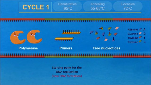 PCR (Polymerase Chain Reaction)