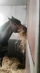 Horse feeds another Horse! Animals Love