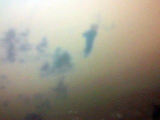 oregon white terrorist dead,murder or sucide,bpmitw 2/20/2016