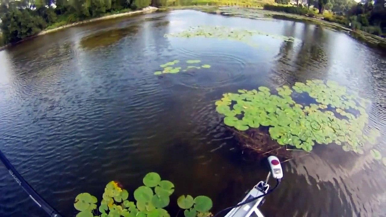 Top Water Bass