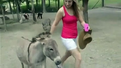 Oh !!! Donkey Gone Crazy
