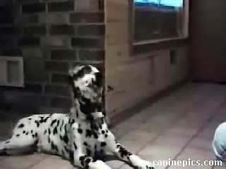 Awesome Funny and Cute Talking Dogs Video!