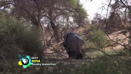 Ciclo de vida de Cebra Éxodo Documental de National Geographic 2016 - 2016