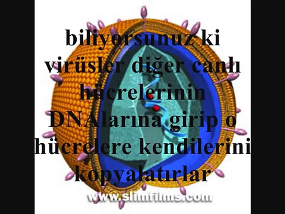 Evrime genetik kanıt