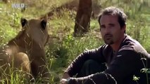 Los leones de la Caza de la Presa de 2016 HD Documental de National Geographic Animales Ataque Mata a la Fauna silvestre - 2016