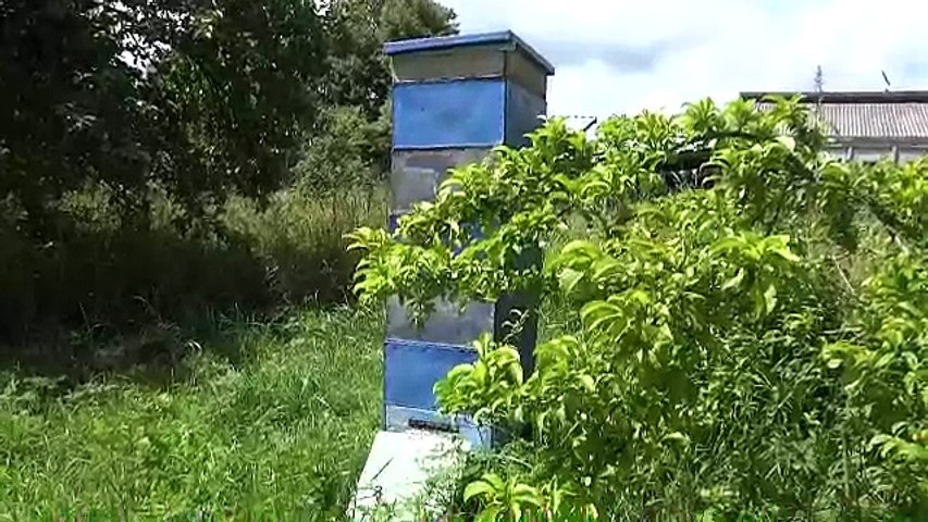 Многокорпусный улей - видео пчеловодство