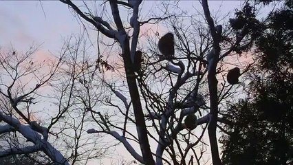 Amusing Snow Monkeys Full Documentary