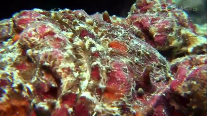 萬魚千言(Blue Whisper)