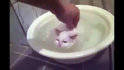 Sıcak sudan çıkmak istemeyen yavru kedi