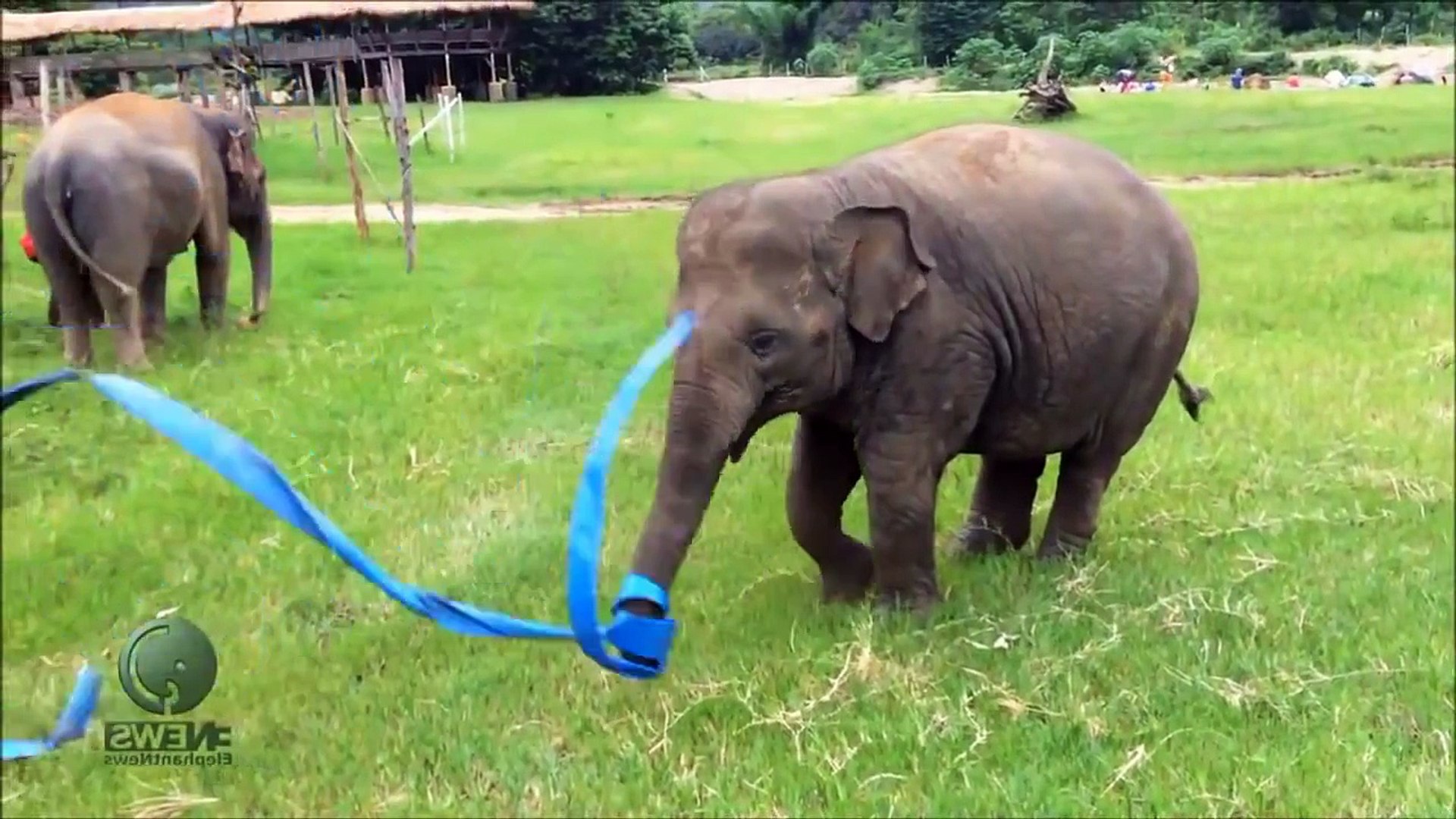 FUNNY ANIMALS FUNNIEST ANIMAL CLIPS FUNNY PETS