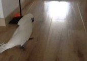 Harley the Cockatoo Plays Fetch