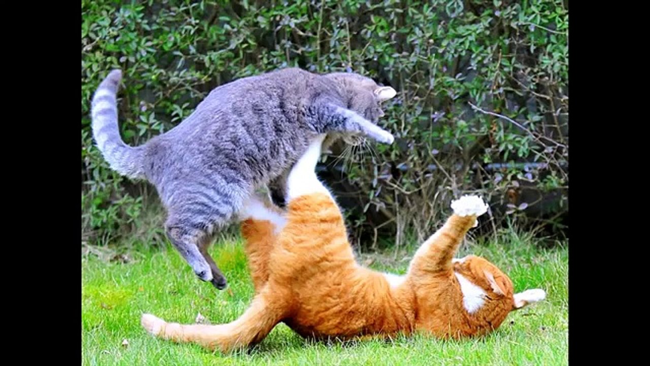 Cats and Dogs Play Fighting Multi Funny Cat Videos FULL HD