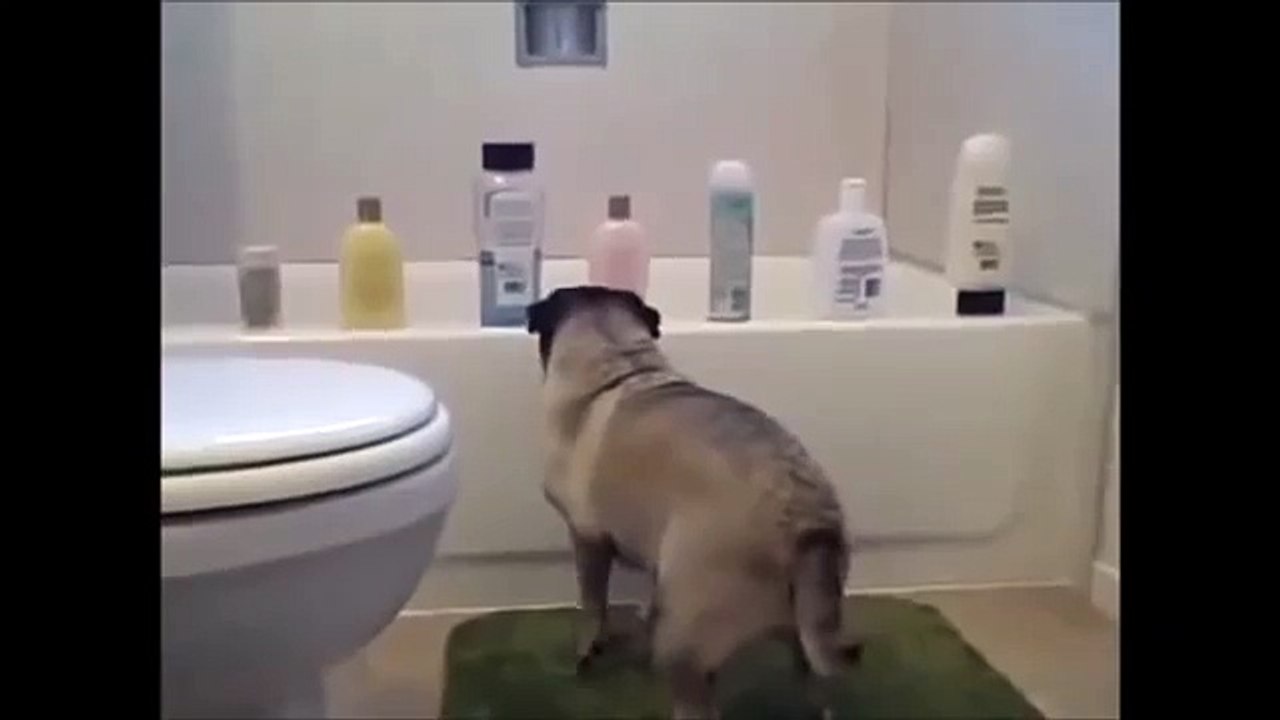 Thug Life Pug Life