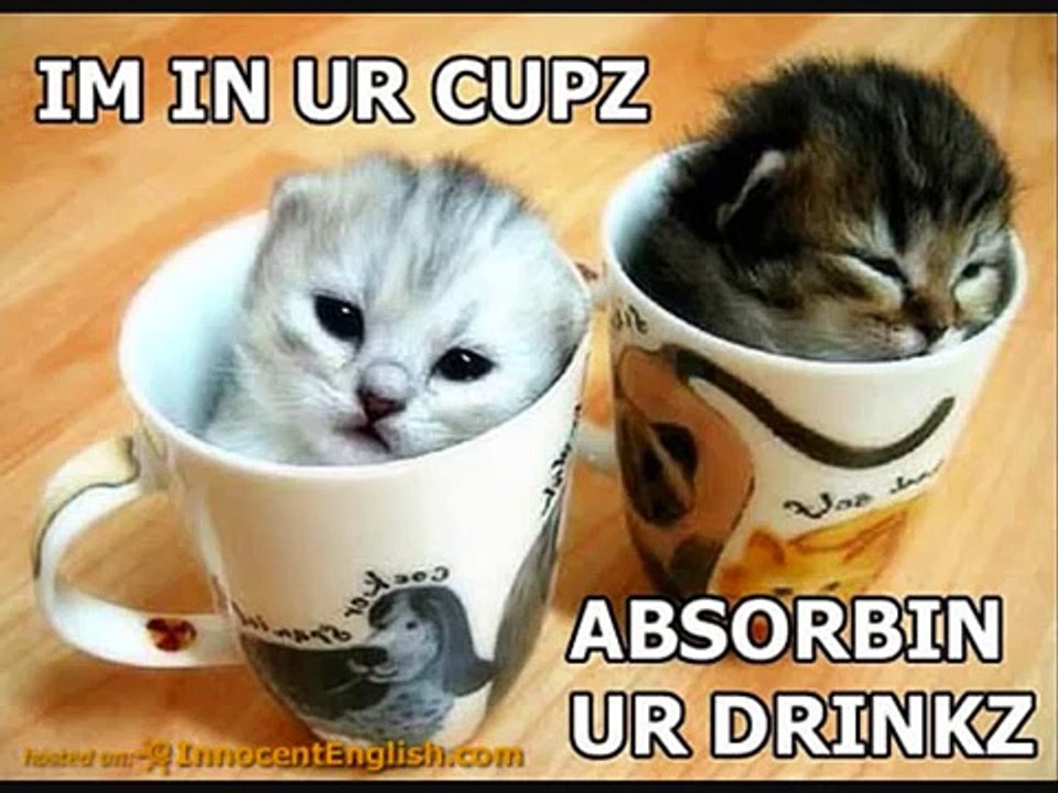 very funny and crazy cats ! MUST WATCH !