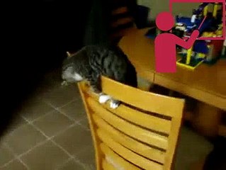 Kedinin Akrobasi Gösterisi İzle | Vidivodo