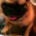 If you love me let me go pug [Vine]