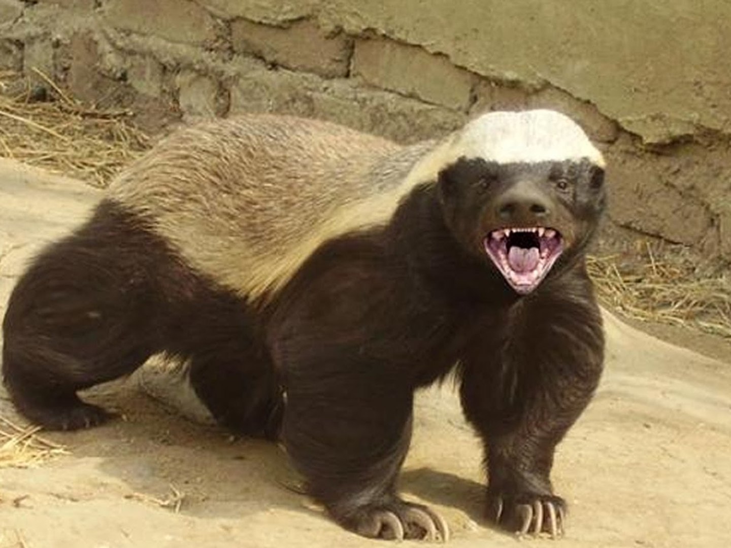 Honey Badgers Documentary Honey Badgers Masters Of Mayhem English Subtitles Video Dailymotion