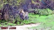 When Crazy Animals Attack Big Birds Attack - Best Animal Attacks vs Leopard, Lion, Hyena #6