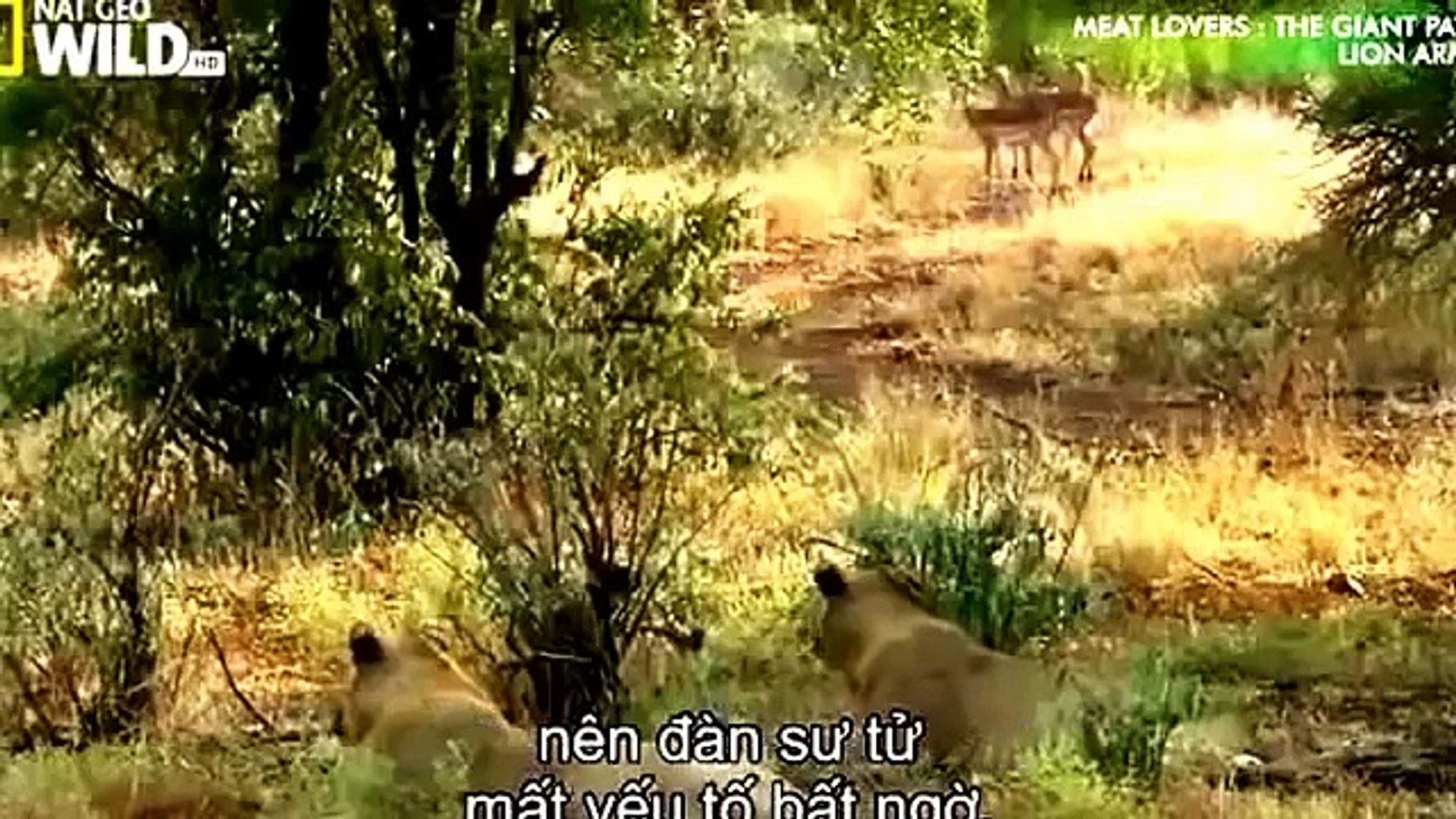 ⁣Lion Attack Zebra Animal Planet 2015 Wildlife Documentary || Animals Planet Discovery