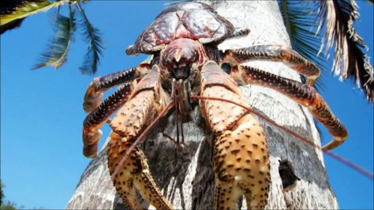 Giant Crab